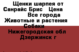 Щенки шарпея от Санрайс Брис › Цена ­ 30 000 - Все города Животные и растения » Собаки   . Нижегородская обл.,Дзержинск г.